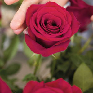 Bouquet de sept roses rouges