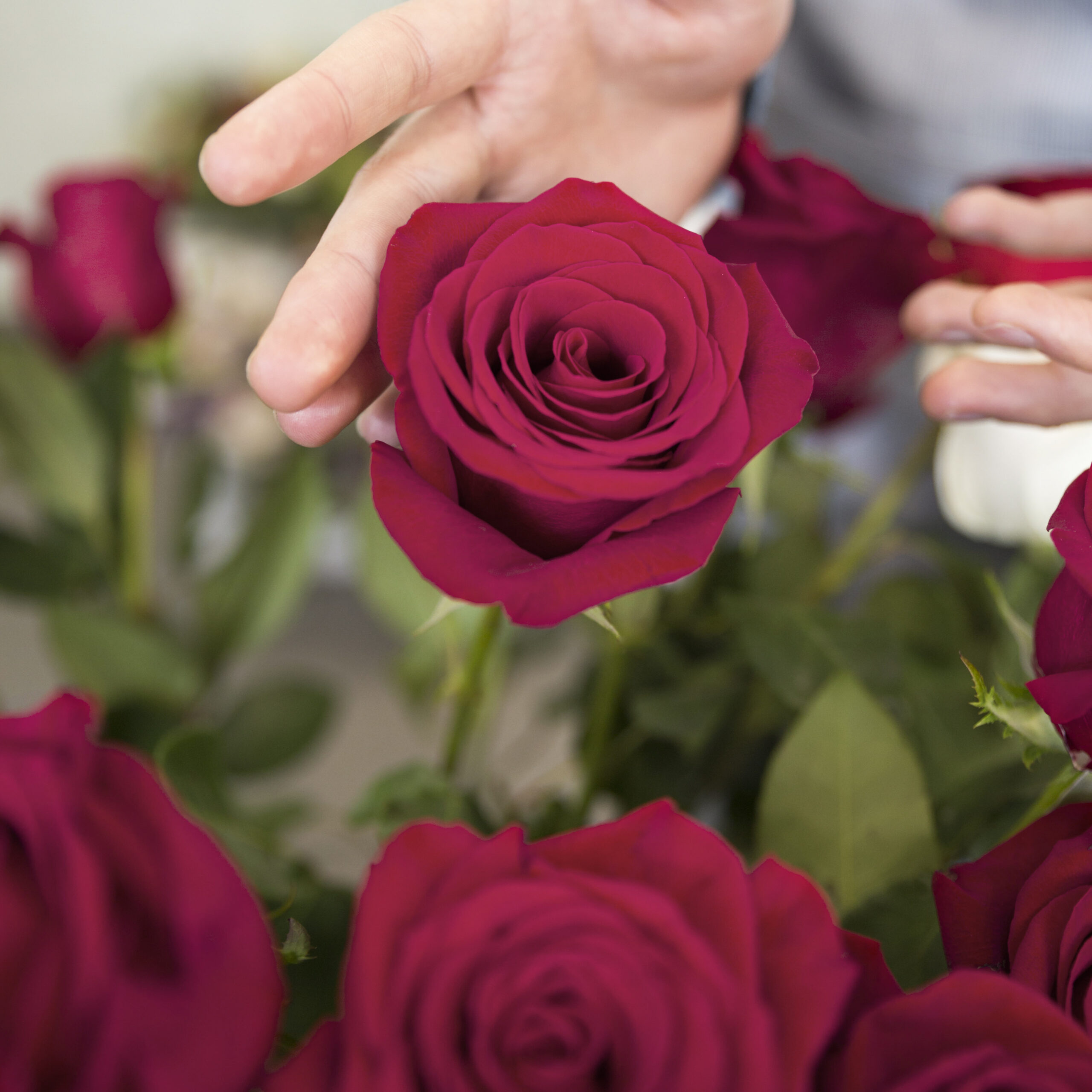 person-s-hand-touching-beautiful-rose-flower